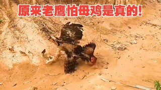 اتضح أن الخوف الحقيقي للصقر من الدجاجة صحيح!