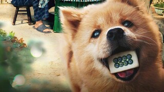 冯小刚+陈冲！中国版《忠犬八公》首支预告，定档3月31日