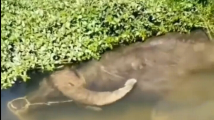 Những con trâu nước thực thụ đang lặn, trông chẳng khác gì quái vật dưới nước.