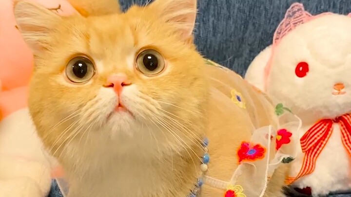 ฉันจะอธิบายกับแมวที่บ้านยังไงดีนะ