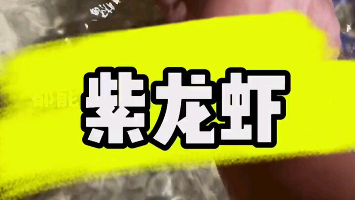 Have you ever seen a purple lobster that costs more than 20,000 yuan?