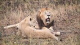 Lion's brutle fighting