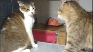 my cats know some kung fu 😅