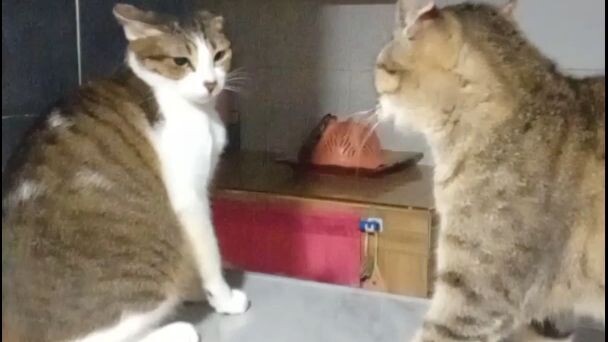 my cats know some kung fu 😅