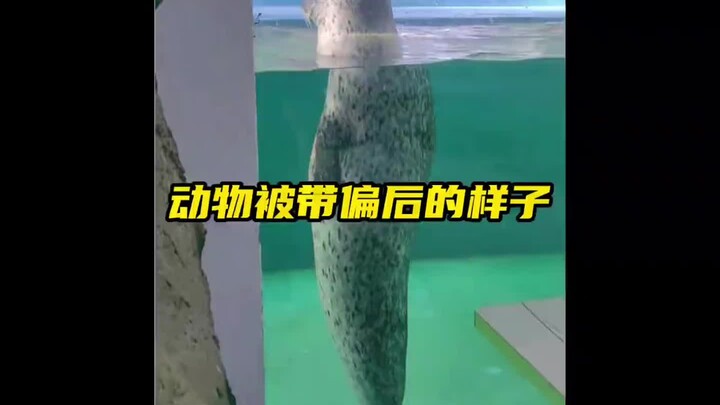 Penampilan lucu para hewan ini setelah terbawa arus benar-benar mengocok perut, hahaha!