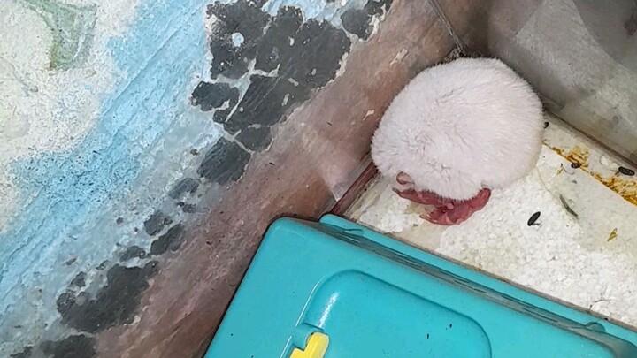 nanganak si hamsy