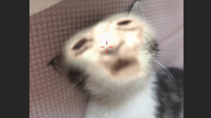 Kucing ini bisa berganti wajah