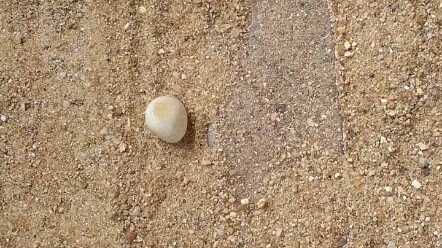 Màn hình Samsung áp đảo mọi thứ