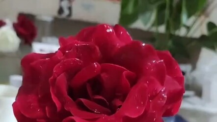 偶尔也会觉得人间值得，万物可爱呀。"治愈 "记得开心 "在平凡日子里热爱生活