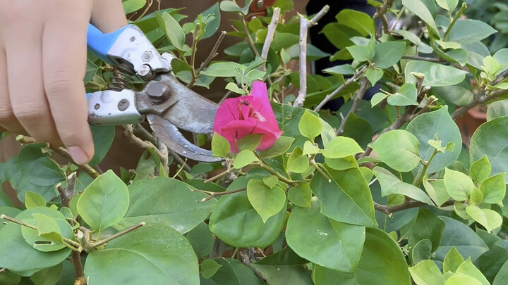 The Correct Way to Prune Bougainvillea in Winter