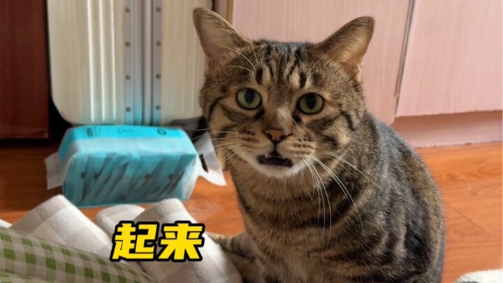 Bangun pagi takut kucing kecil panggil aku, pura-pura tidur sambil main HP, langsung ketahuan sama s