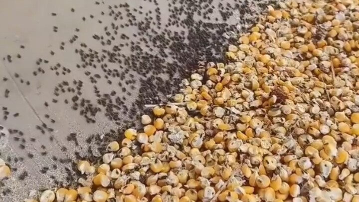 Rèn luyện mệt mỏi với lối chơi khó hiểu... vẫn không bằng tuyển thủ có thiên phú sao? #44