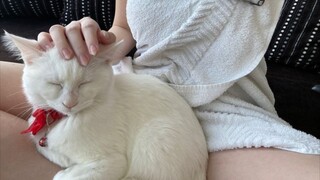 aku mau jadi kucingnya🐱