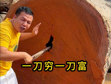 一刀穷一刀富#一刀穷一刀富#千年古树