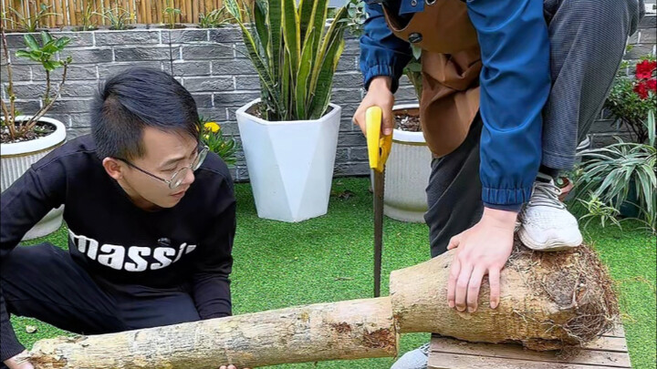 Saving the Money Tree