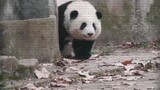 [Panda] Saat BGM diubah dari "Dewa Penjudi" menjadi "Kakak Kedua"...