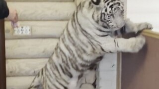 Kapan aku bisa menjadi Raja Harimau~~
