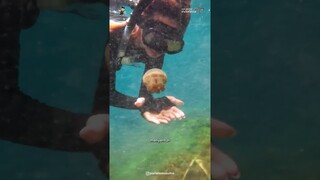 Explore Keindahan Danau Napabale Muna, Berenang Sambil Main Bareng Ubur-ubur Tak  yang Menyengat