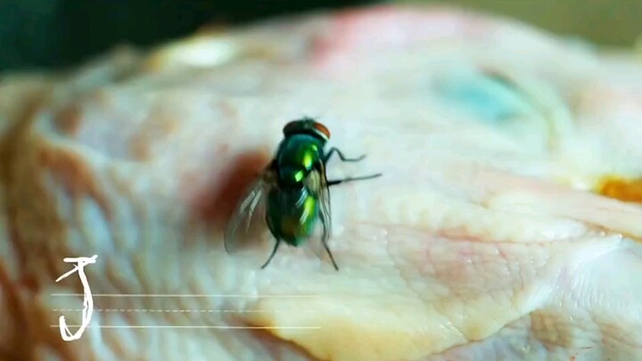 แมลงวันตัวเล็กๆ ตัวเดียวจุดชนวนวิกฤตซอมบี้ในสวน x "" "ซอมบี้เด็กน้อย"