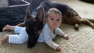 German Shepherd ปกป้องทารกและเด็ก Compilation - สุนัขคุ้มครองที่ดีที่สุด