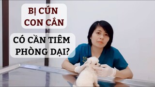 Nhận biết bệnh dại ở chó mèo- cách thức xử lý khi bị cắn