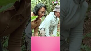 Bạn có biết loại thảo dược ''thất diệp nhất chi hoa'' có những công dụng này | Vợ tôi là số 1