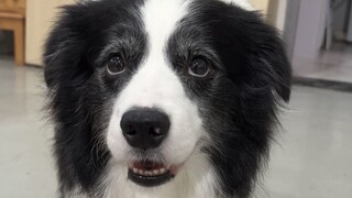 เมื่อฉันพยายามสอนสุนัขเลี้ยงแกะให้รู้จักการเสียสละ