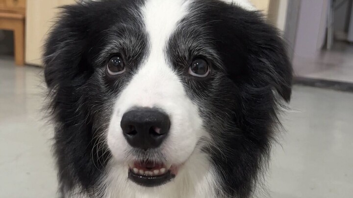 عندما حاولت أن أعلم الراعي الحدودي التواضع