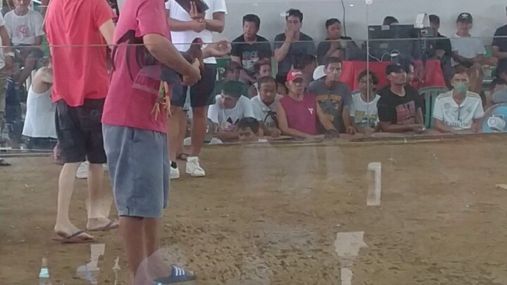 talo manok natin jan mga boss..sayang gumiri kasi...hastags angono cockpit