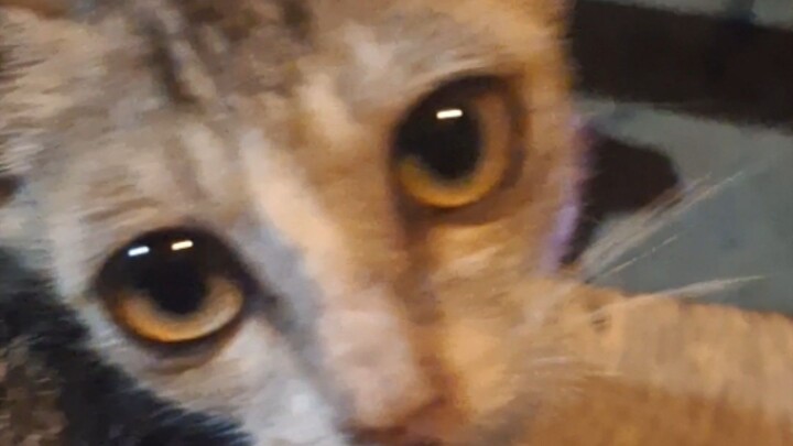 sedih banget kucing nya