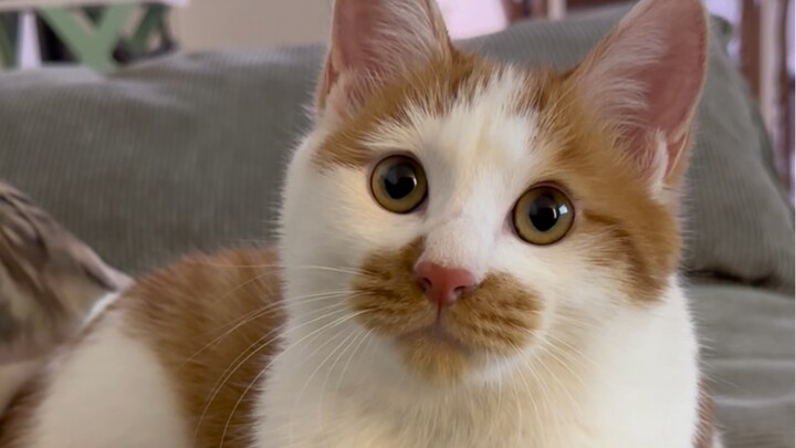Cara si kucing kecil yang sangat mungil untuk mengatasi rasa takutnya adalah dengan menghadapi ketak