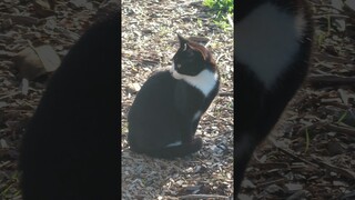 Carlos The Tuxedo Cat #shorts