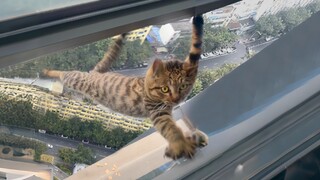 A large raccoon cat accidentally entered the 15th floor of Sichuan University and almost died.