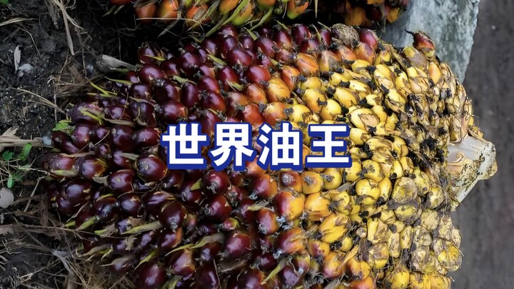 Inilah kelapa sawit yang dijuluki “raja minyak dunia”; berbagai produk kebutuhan sehari-hari dan ane