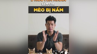 5 nguyên nhân làm cho Mèo bị Nấm tuitienpet LearnOnTikTok dcgr