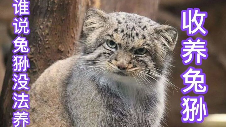 Foreign guy adopts a litter of super-cute (and fierce) Pallas’s cats—rumor has it you can’t keep Pal
