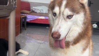 When you turn off the air conditioner in your dog's room, see how they react?