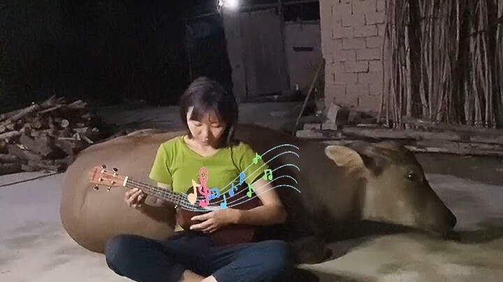 Selain ukurannya yang agak besar, sapi sebenarnya cukup cocok dijadikan hewan peliharaan kok!