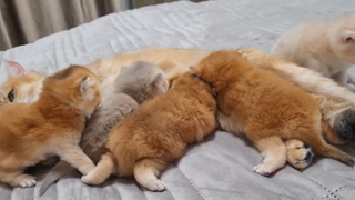 Chiếc video này sẽ sát thương bạn bằng sự cute của nó