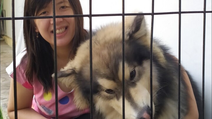 two alaskan malamutes are learning basic obiedence