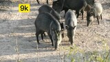 [Animals]Shooting arrows at peccaries in the wild