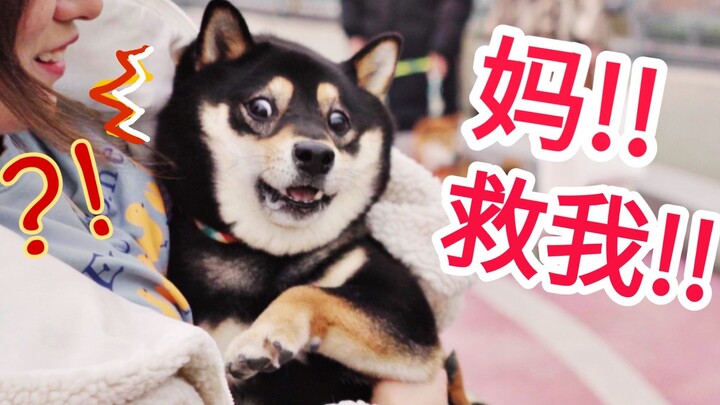 Chỉ hẹn hò với 100 chú chó Shiba thôi mà! Sao lại sợ đến mức thành meme luôn vậy? Chẳng phải chính b