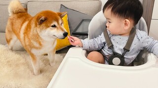 Bagaimana Bisa Bayi Bermain dengan Anjing