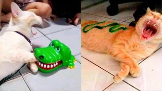 Video Kucing Lucu Banget Bikin Ngakak #100 | Kucing dan Anjing | Kucing Lucu Imut