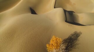 Hành Tinh Xanh EP 4 [Sub Việt]
