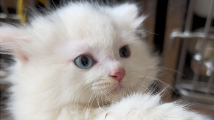 Cat De Academy vs. Lion Cat Family: Cut Off His Left Arm Huang Lihua Cut Off Several Claws of His Ri