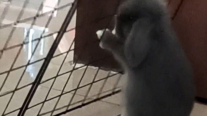 So amazing—why can the bunny be squished so flat?