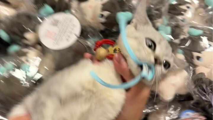 Who dared to show off Yin Yue Jun's saliva towel!