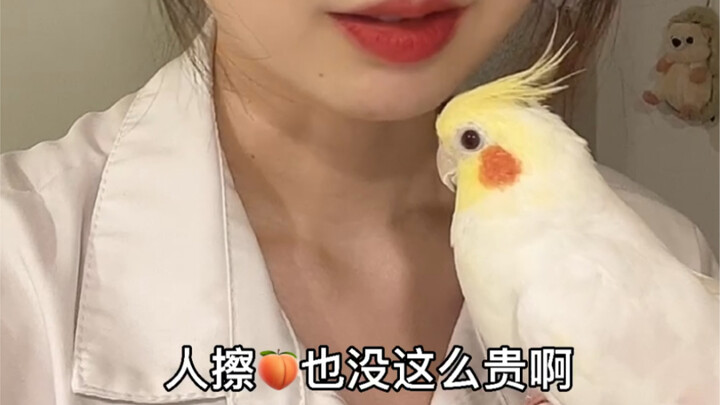 【Biaya Merawat Burung Beo】Ternyata apa yang dikatakan kakek bahwa memelihara burung bisa membuat kel