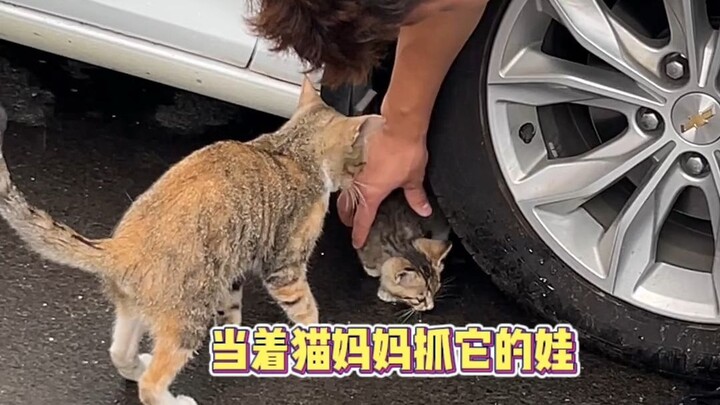 The hamster shop is back with a first-person, nail-bitingly thrilling cat-catching video!